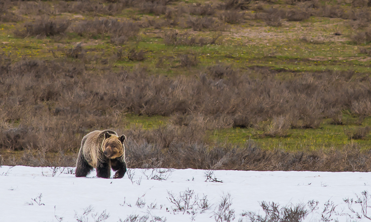 grand teton photography tours bears